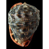 rufa 165,0mm COLORFUL