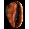 rufa 165,0mm COLORFUL