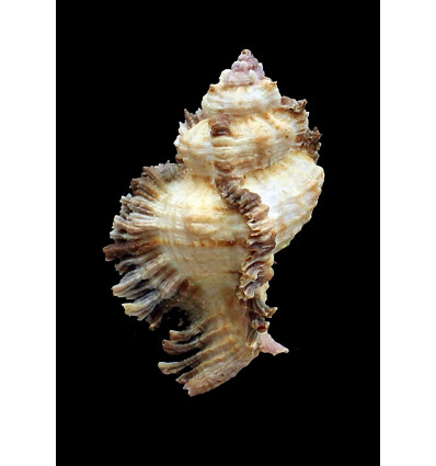 laciniatus 61,0mm BIG