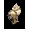 laciniatus 61,0mm BIG