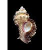 laciniatus 61,0mm BIG