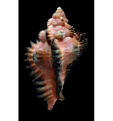 monicae 81,0mm MONSTER
