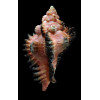 monicae 81,0mm MONSTER