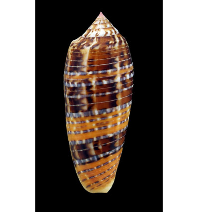 dusaveli 74,0mm SUPERB