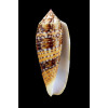 dusaveli 74,0mm SUPERB