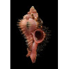 monicae 81,0mm MONSTER