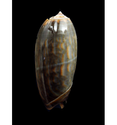 concinna 63,0mm VANUATU