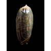 concinna 63,0mm VANUATU