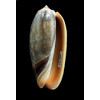 concinna 63,0mm VANUATU