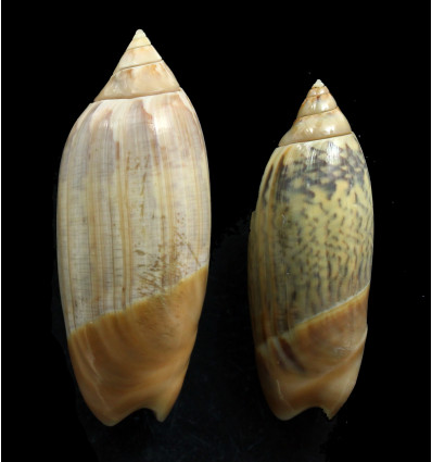 acuminata 70/61mm