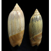acuminata 70/61mm