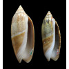acuminata 70/61mm