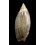 travassosi 62,0mm