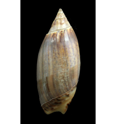travassosi 62,0mm