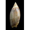 travassosi 62,0mm