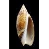 travassosi 62,0mm