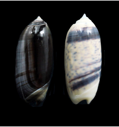 taeniata 40,0mm LOT2