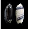 taeniata 40,0mm LOT2
