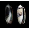 taeniata 40,0mm LOT2