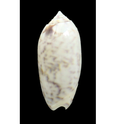 ponderosa 56,3mm  BIG