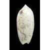 ponderosa 56,3mm  BIG