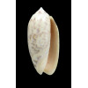 ponderosa 56,3mm  BIG