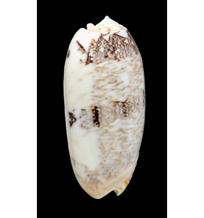 sericea sabulosa 87,0mm NC
