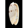 sericea sabulosa 87,0mm NC