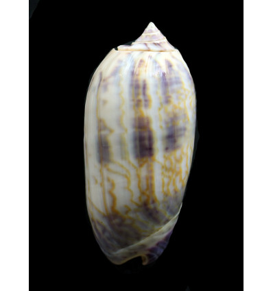 lamberti 66,0mm SUPERB