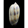 lamberti 66,0mm SUPERB