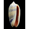 lamberti 66,0mm SUPERB