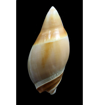 rubiginosa 72,0mm