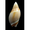 rubiginosa 72,0mm