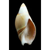 rubiginosa 72,0mm