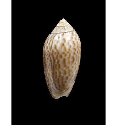 peruviana 45,0mm