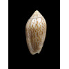 peruviana 45,0mm