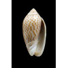 peruviana 45,0mm