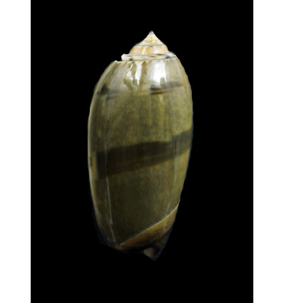 vidua 50,4mm
