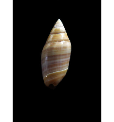 volutella 19,0mm UNCOMMON