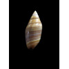 volutella 19,0mm UNCOMMON