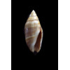 volutella 19,0mm UNCOMMON