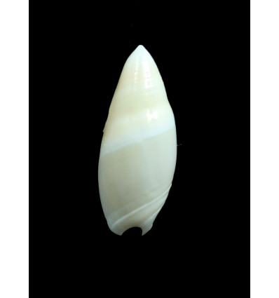 montrouzieri 30,0mm BIG