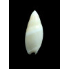 montrouzieri 30,0mm BIG
