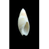 montrouzieri 30,0mm BIG