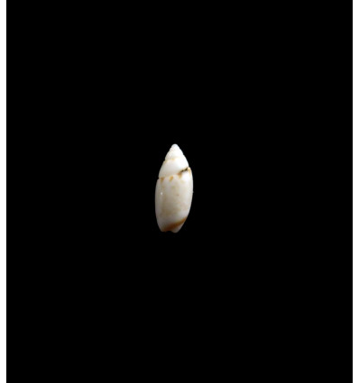 ankeli 0,8mm RARE