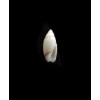 ankeli 0,8mm RARE