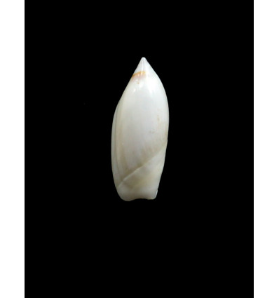 ampla 23,0mm