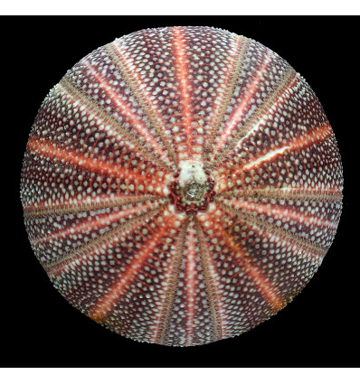 esculentus 128,0mm