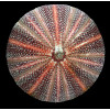 esculentus 128,0mm