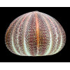 esculentus 128,0mm